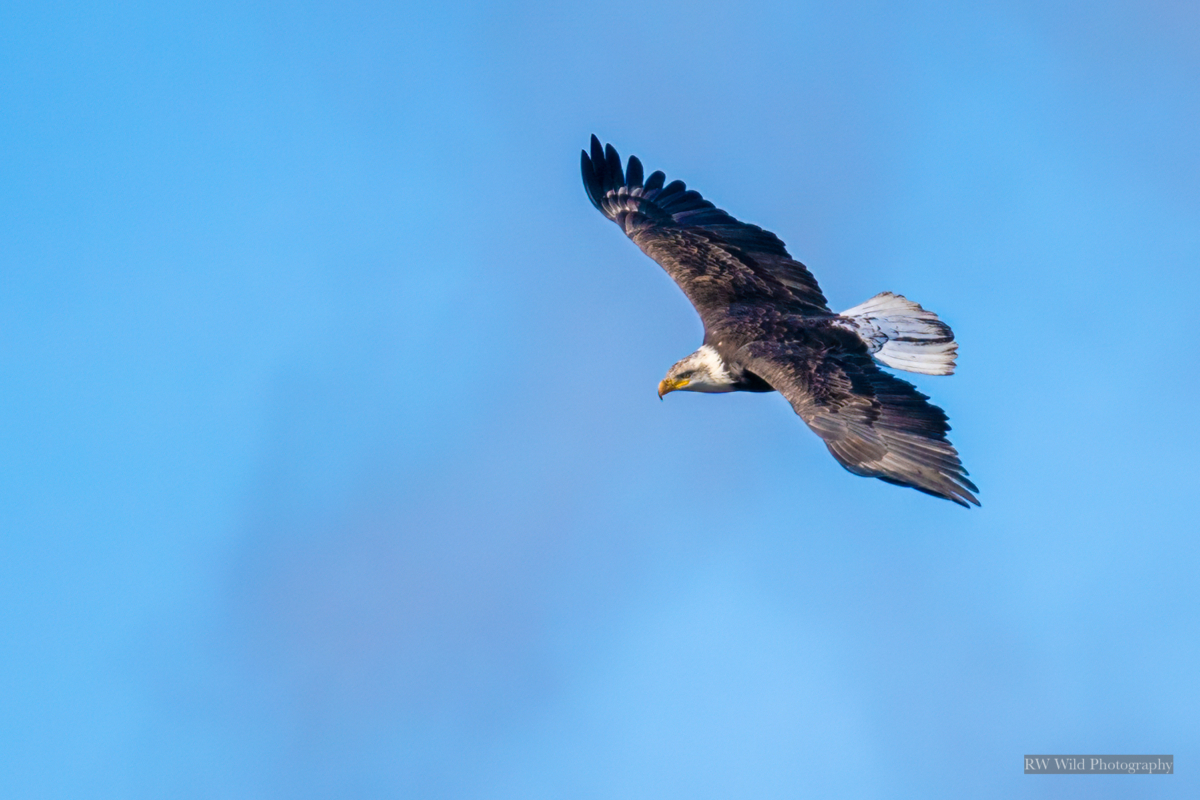 At least 8 eagles at Colvill Park