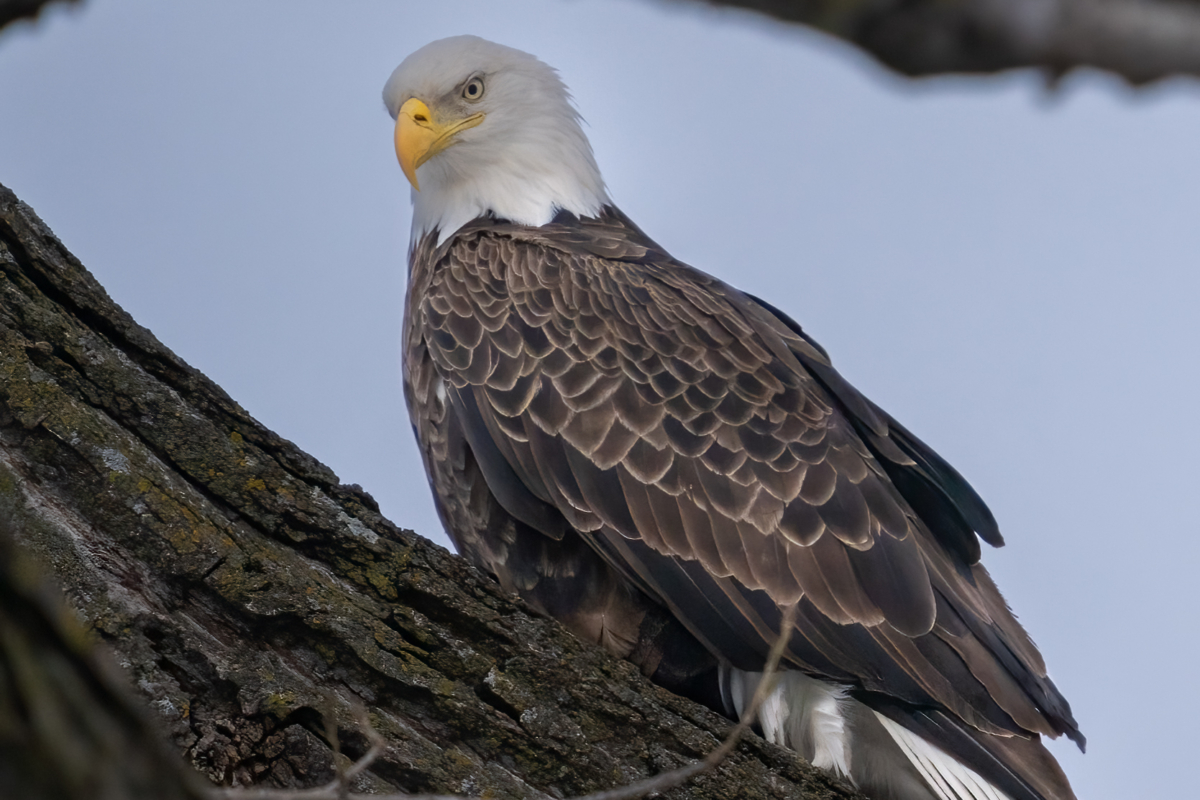 Eagles at Bay Point Park with new snow