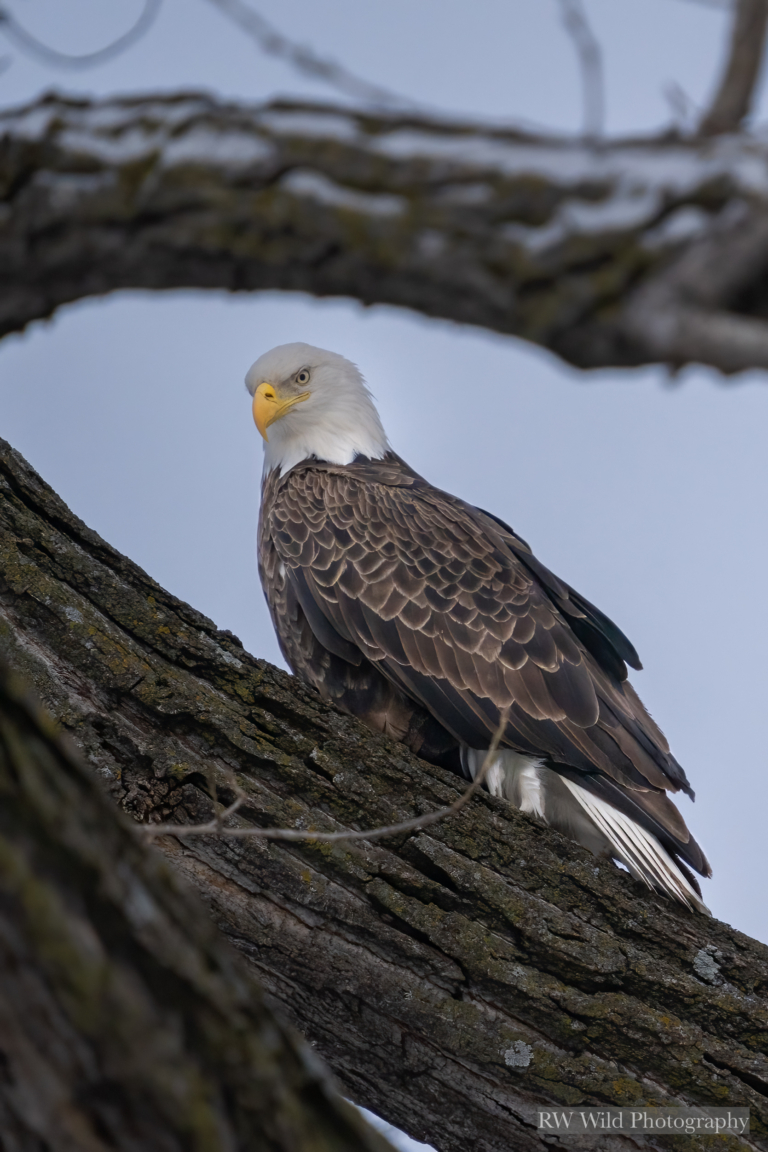 Eagles at Bay Point Park with new snow