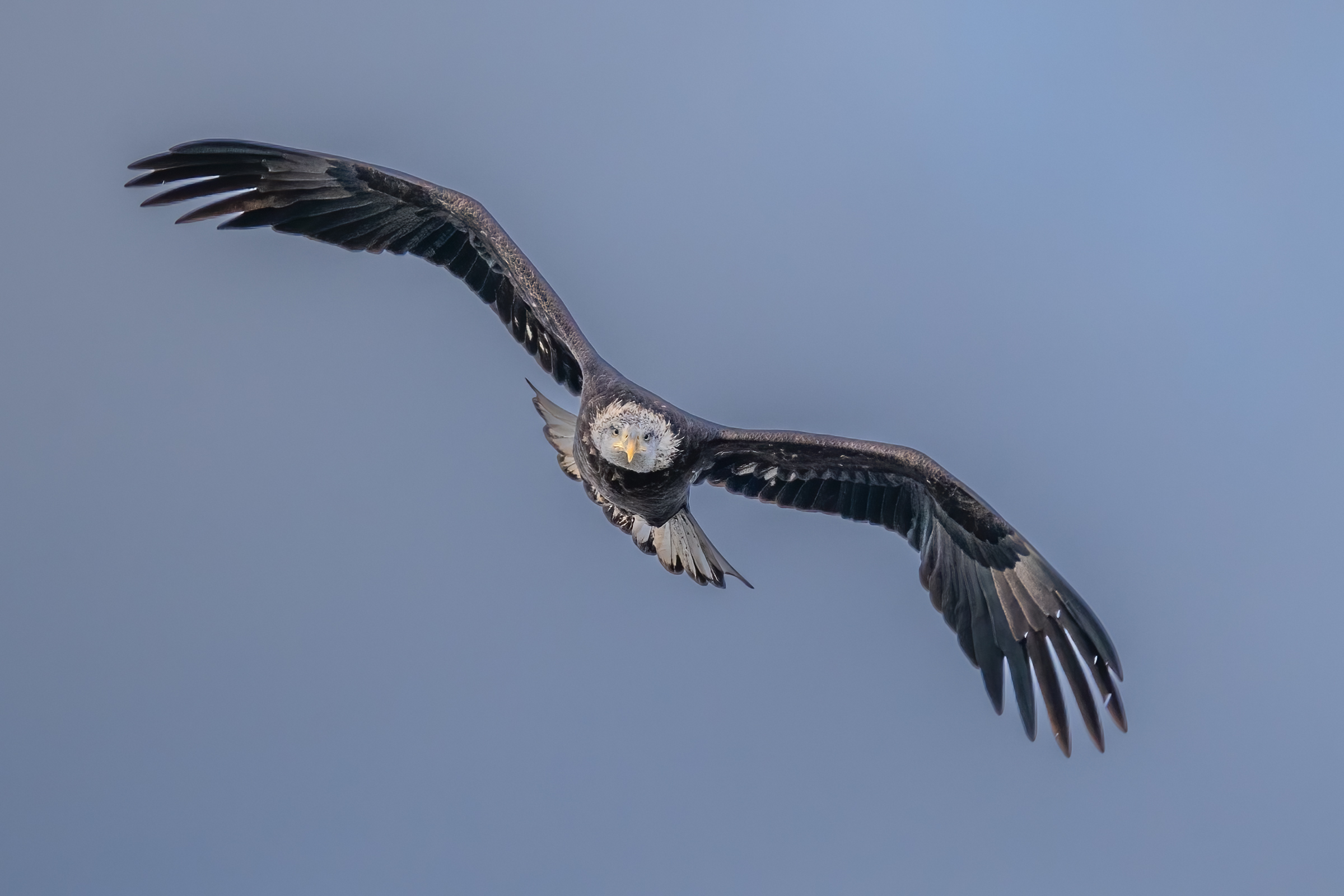 Colder temperature with wind, eagle activity at Colvill Park