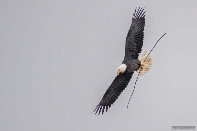 Nest building, gusty winds brings eagles into the air