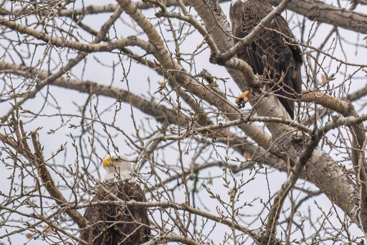 Colder temperatures, eagles are active