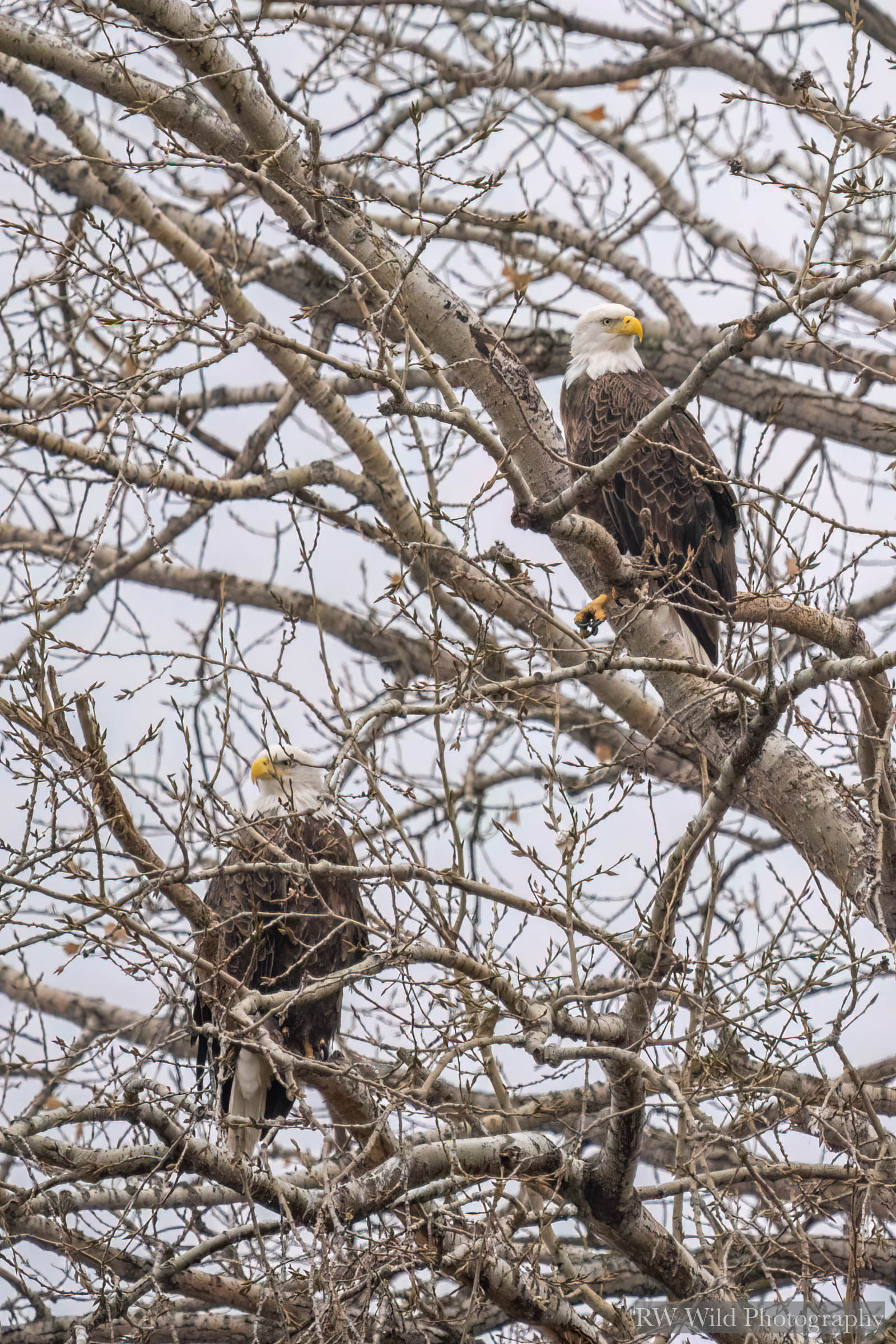 Colder temperatures, eagles are active