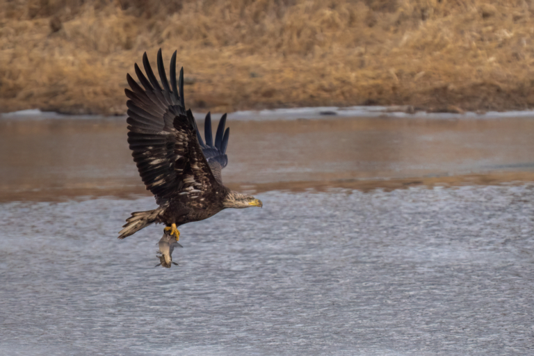 Eagles active at Colvill Park this morning