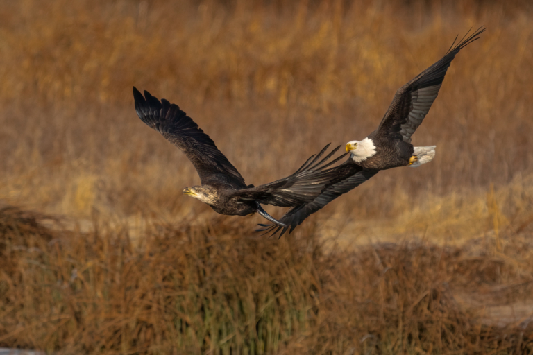 More eagles at Colvill Park with some scuffling