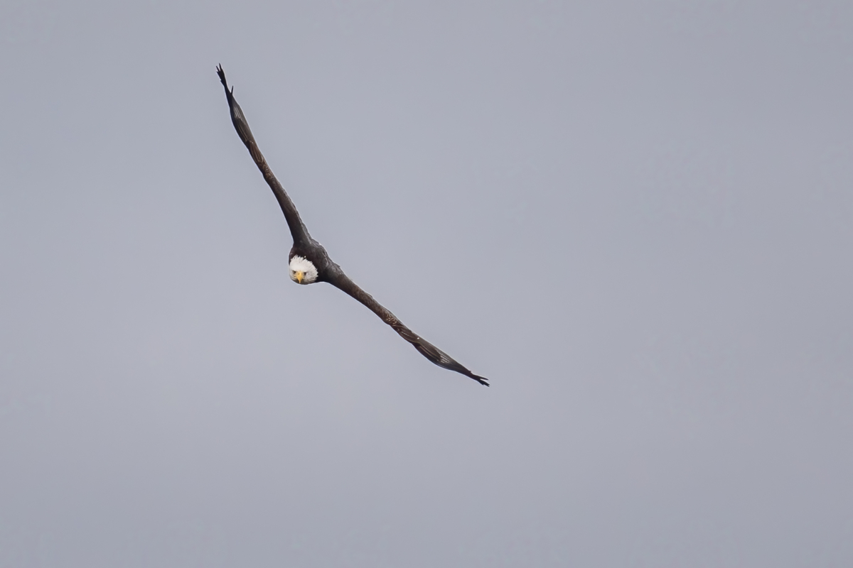 Winds bring eagles to the bluffs