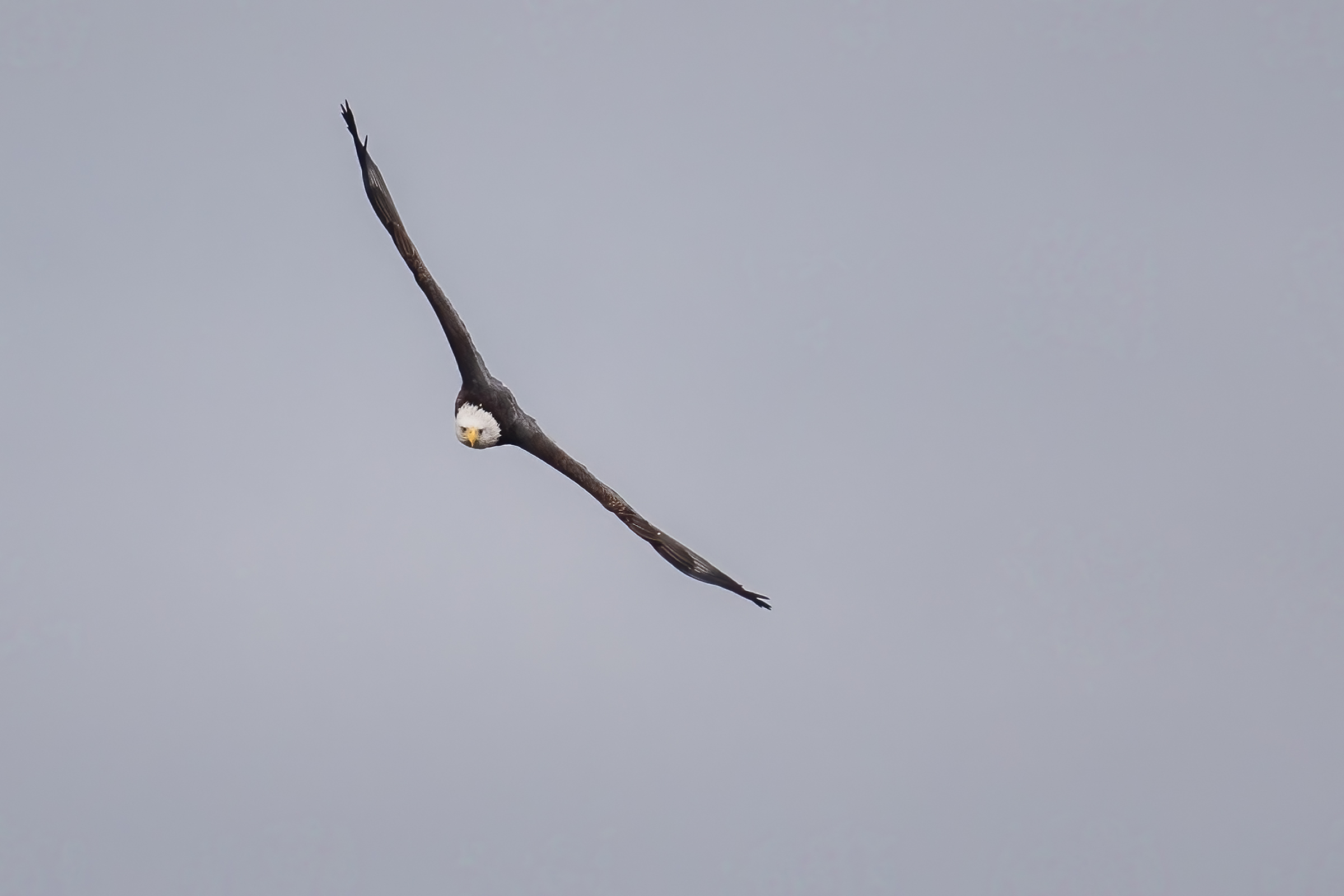 Winds bring eagles to the bluffs