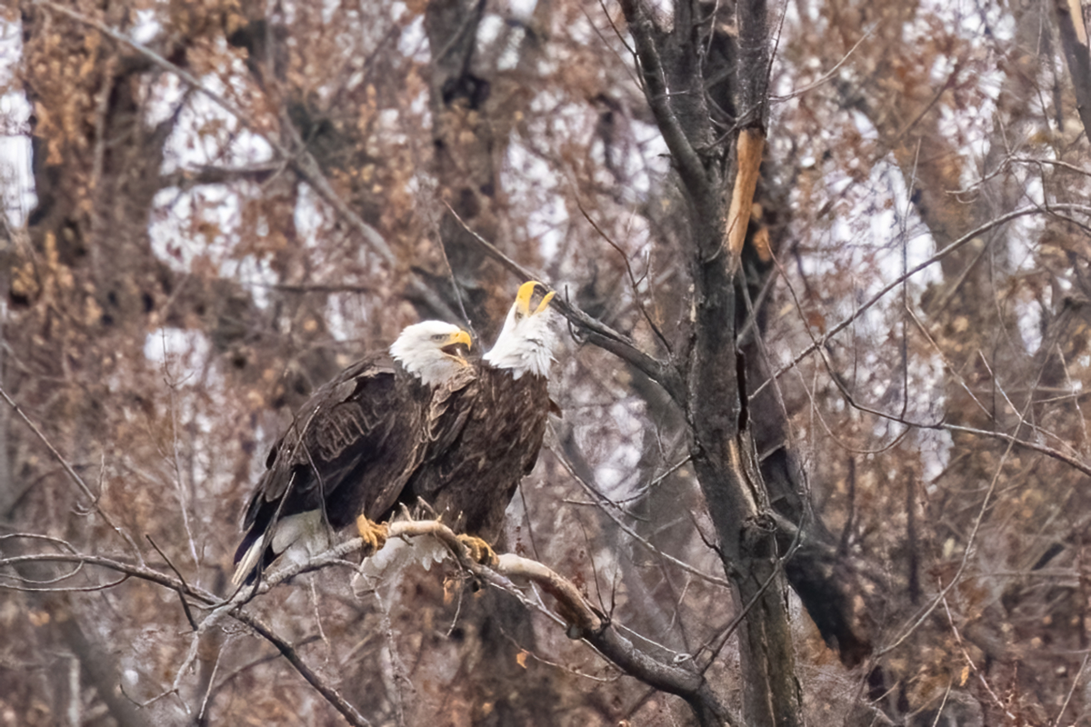 Immature eagles at Colvill Park and an unwelcome eagle at Bay Point Park