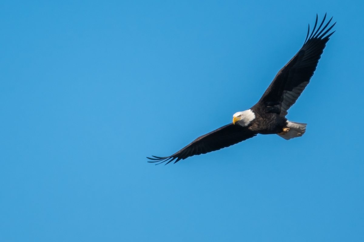 Eagles working on nests