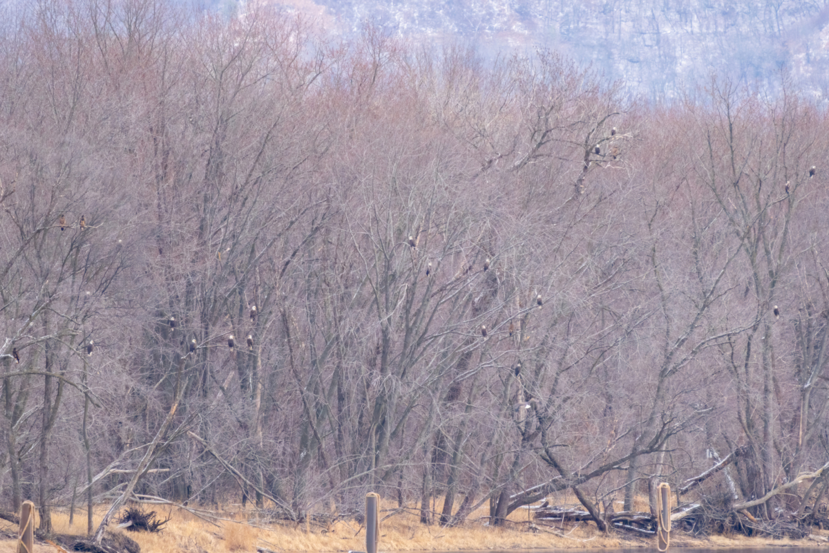 Eagles active at Bay Point Park and dozens of eagles near Reads Landing