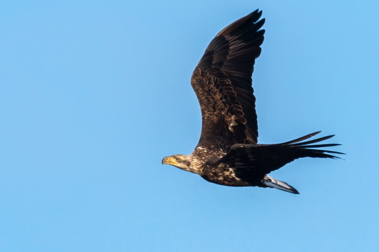 Immature eagles visiting Colvill Park