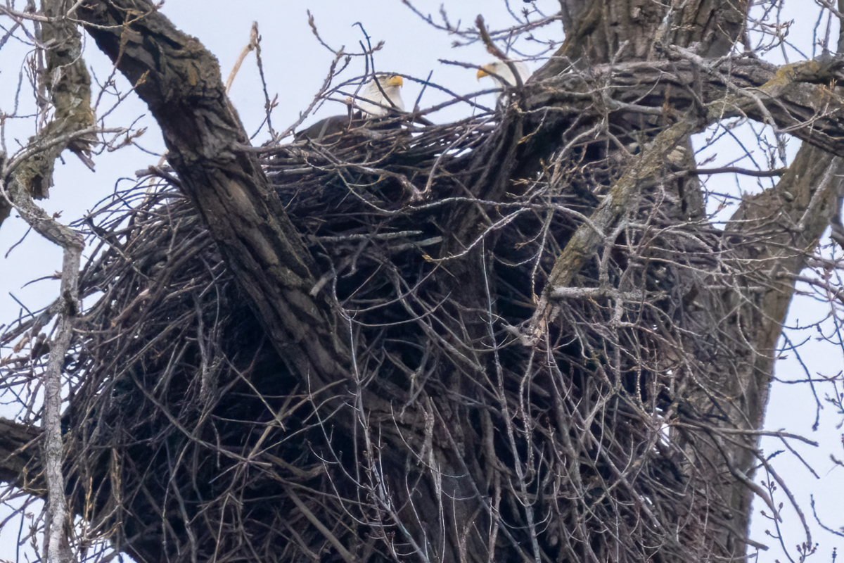 Local eagles active, more on Lake Pepin, and colder weather expected