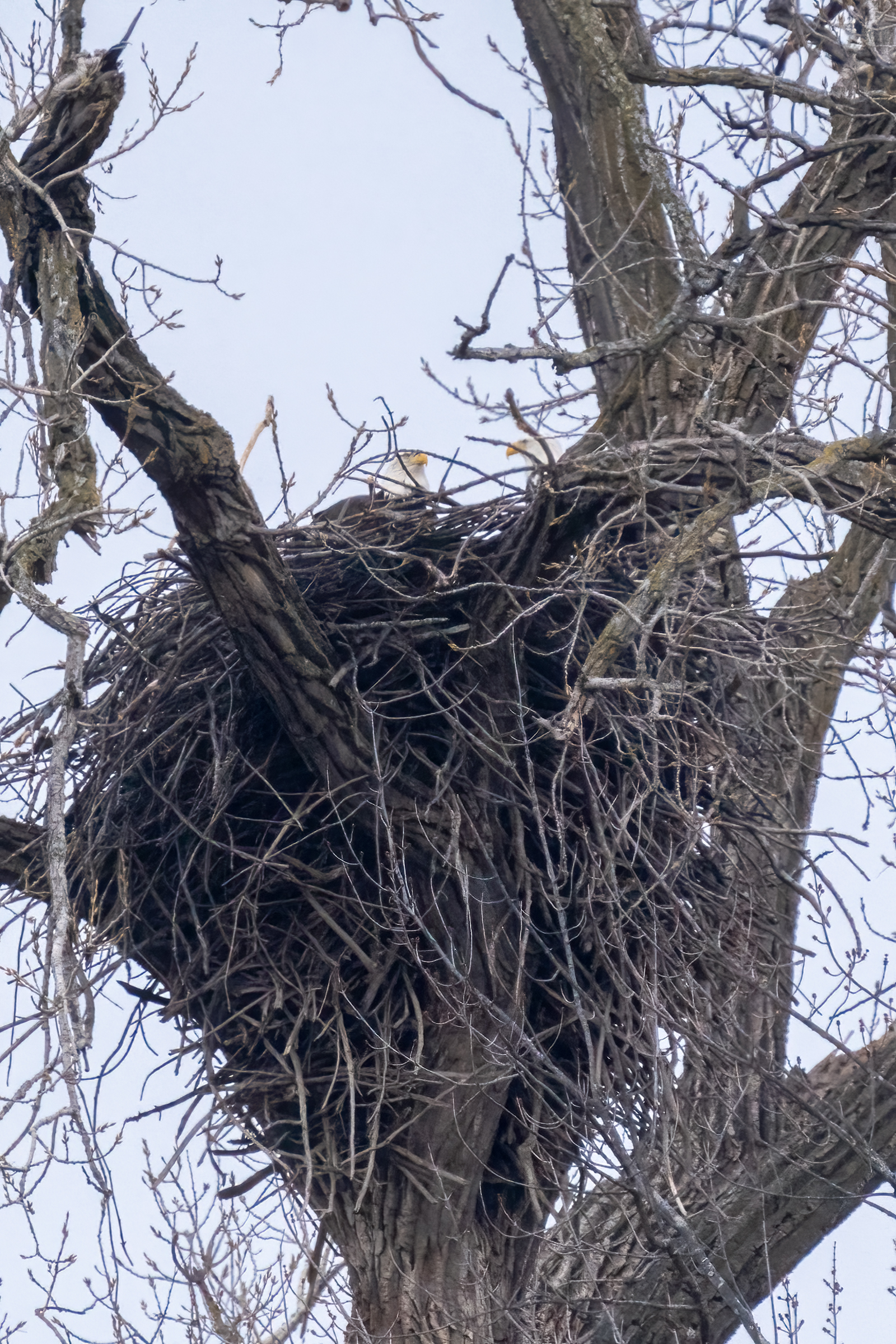 Local eagles active, more on Lake Pepin, and colder weather expected