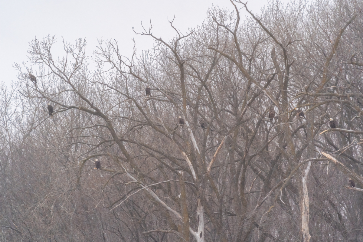 More eagles at Colvill Park with new snow and cold