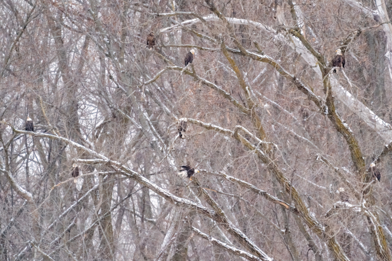 Lots of eagles in Red Wing, more ice on the river