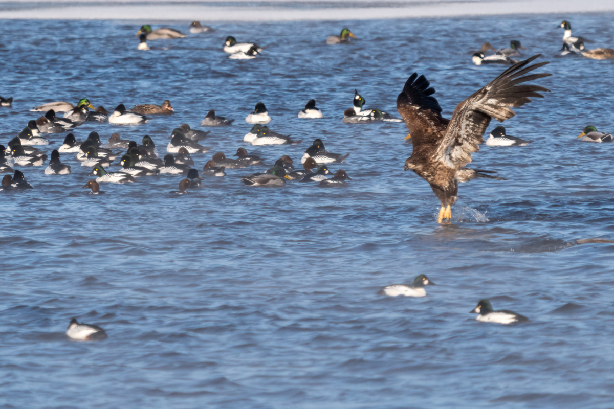 Ice closing in everywhere, bringing eagles and waterfowl to Colvill Park