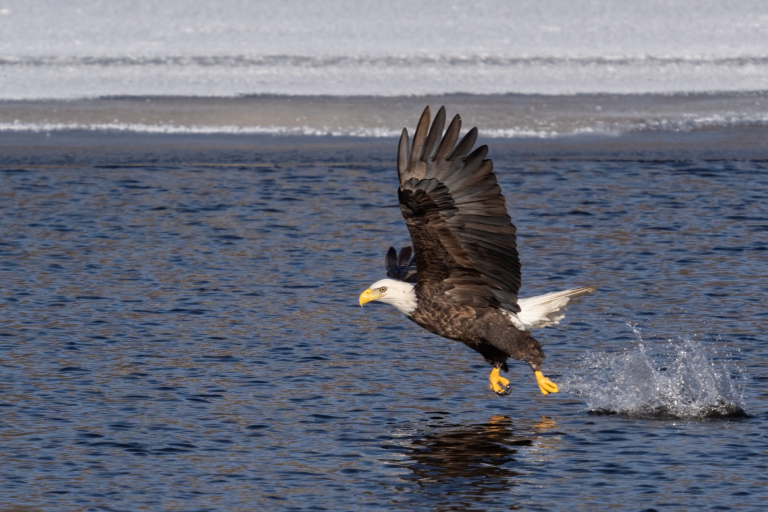 Eagles fishing in small patches of open water in the river