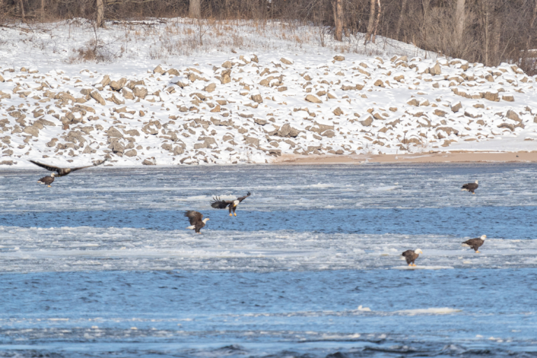 More eagles at Reads Landing and Lock and Dam #5