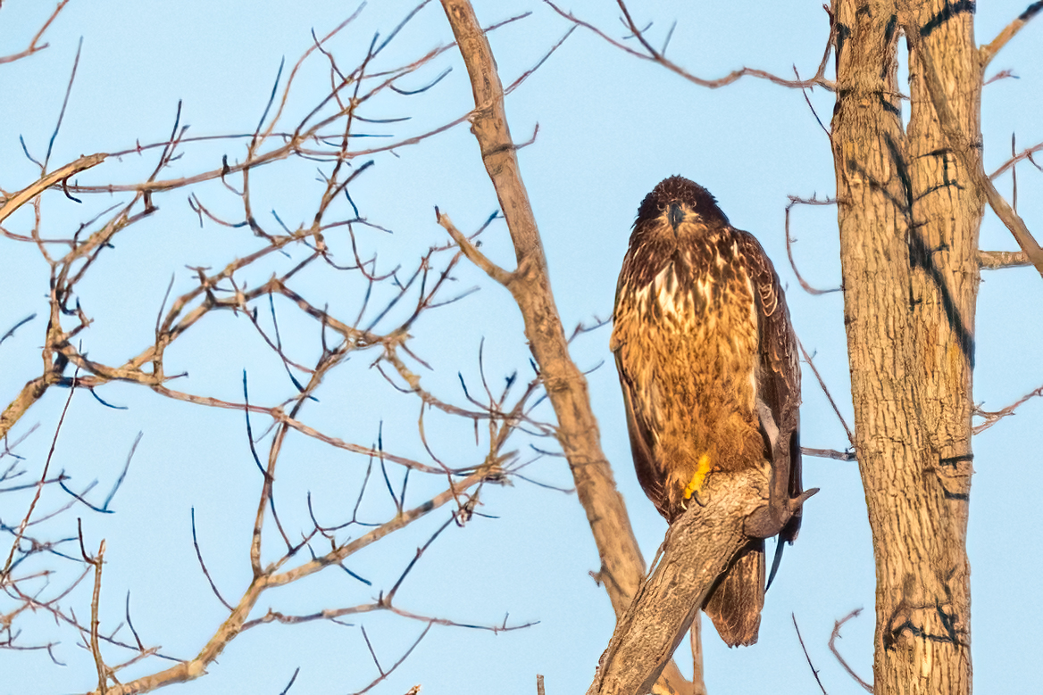 Single-digit temp this morning, at least 30 eagles at Colvill Park