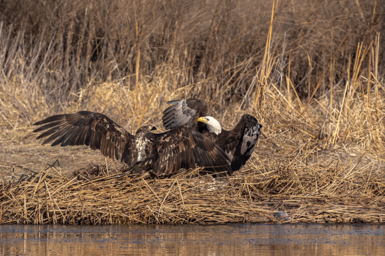 At least 20 eagles at Colvill Park