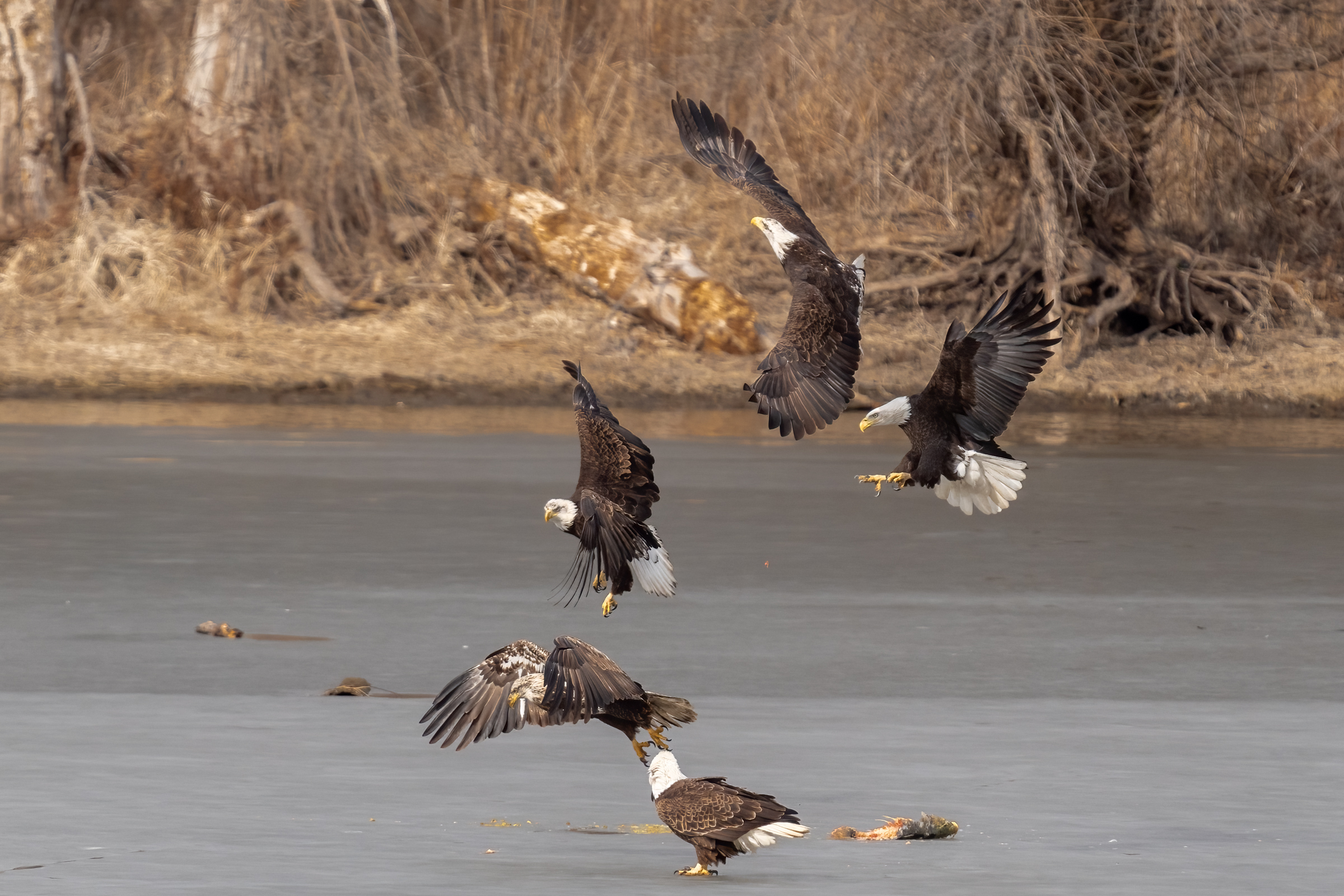 Gusty winds and lots of eagles fight for a fish