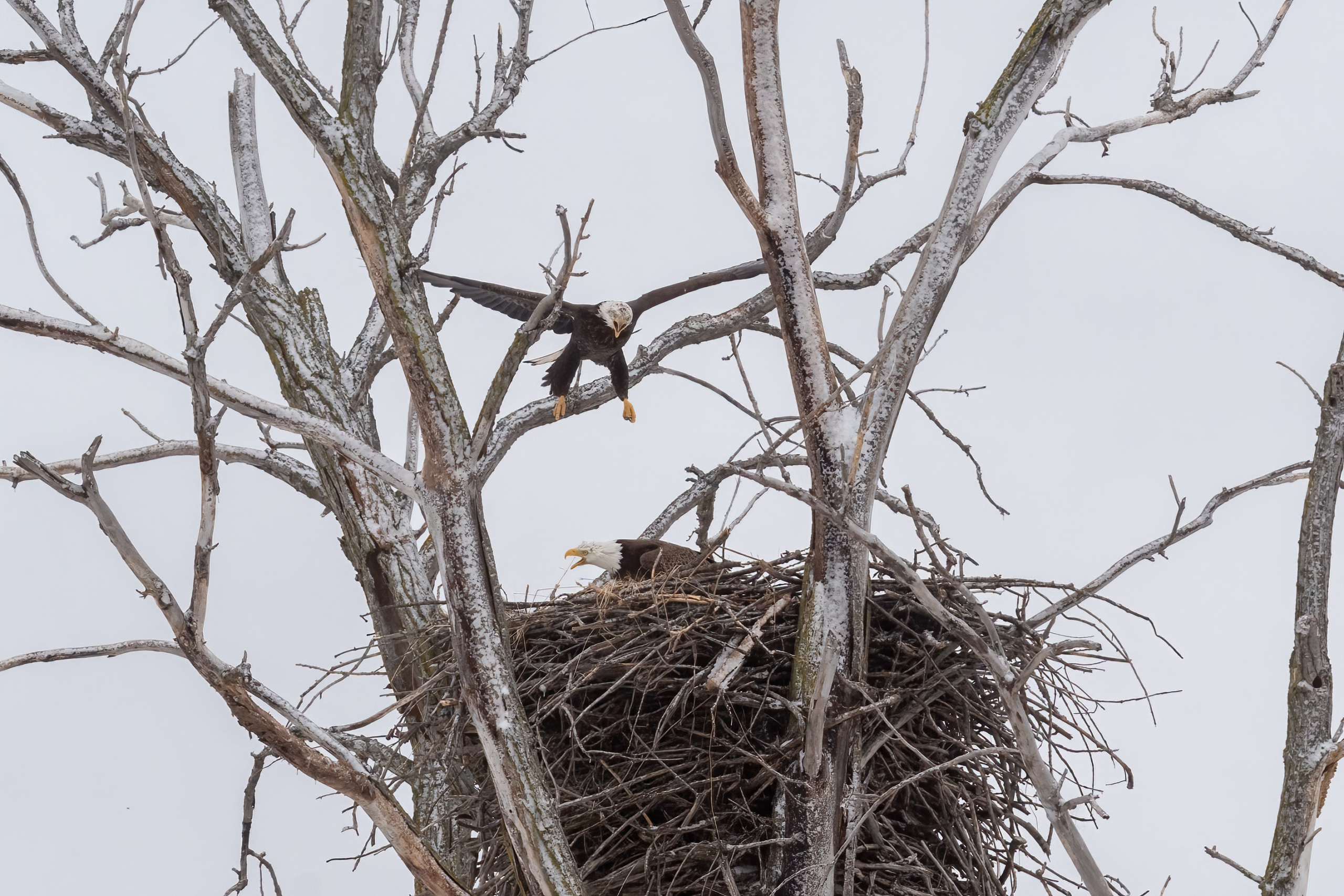 After the snowstorm, cold and wind, and fight over a nest