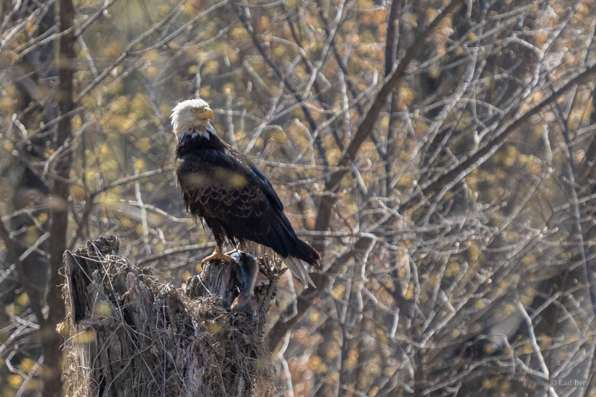 First eaglets seen and more expected