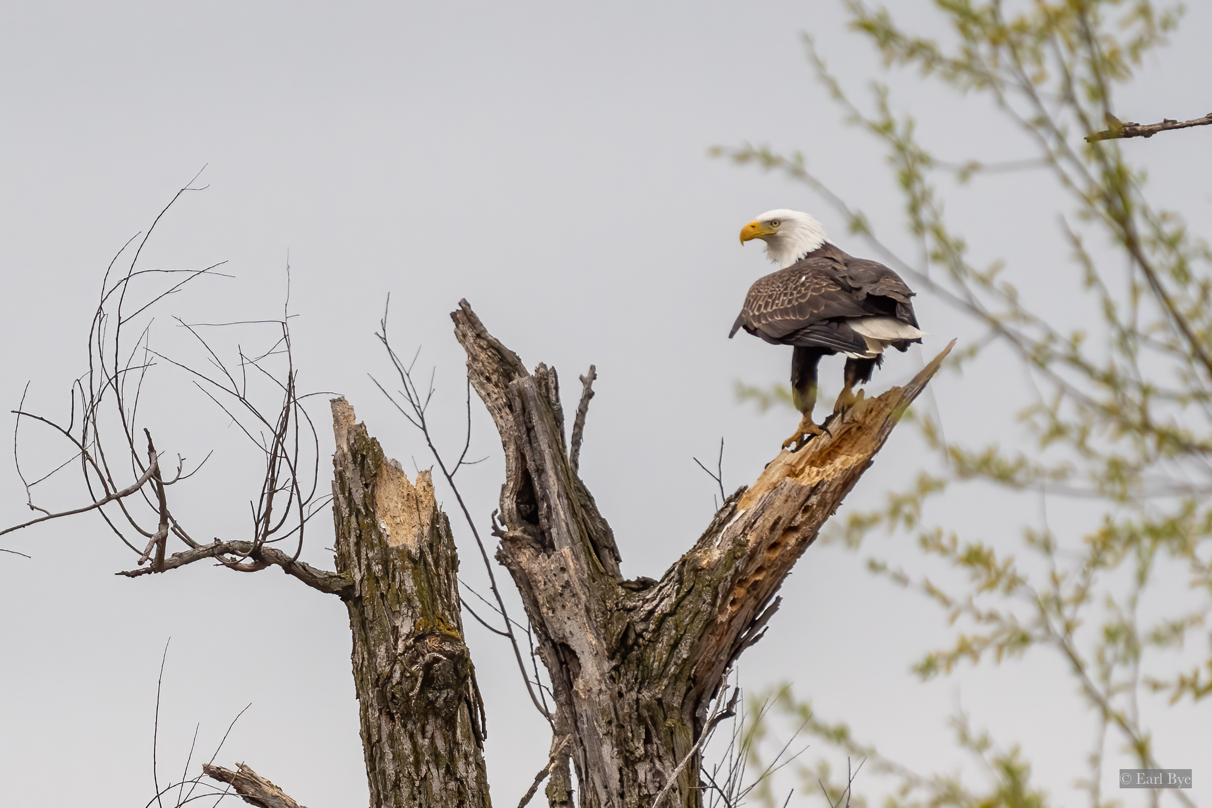 Red-winged Blackbird defends territory