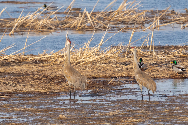 Raptors migrating, pelicans flying through