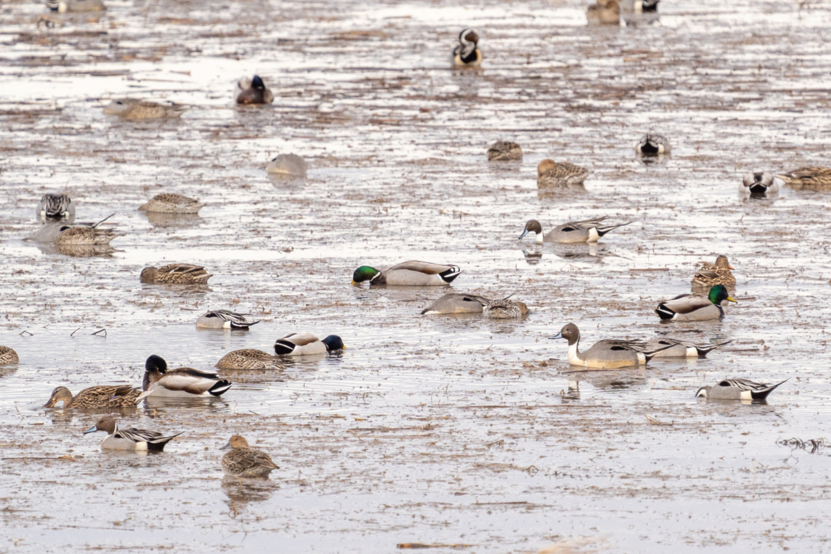 Waterfowl abundant, high winds, vultures return