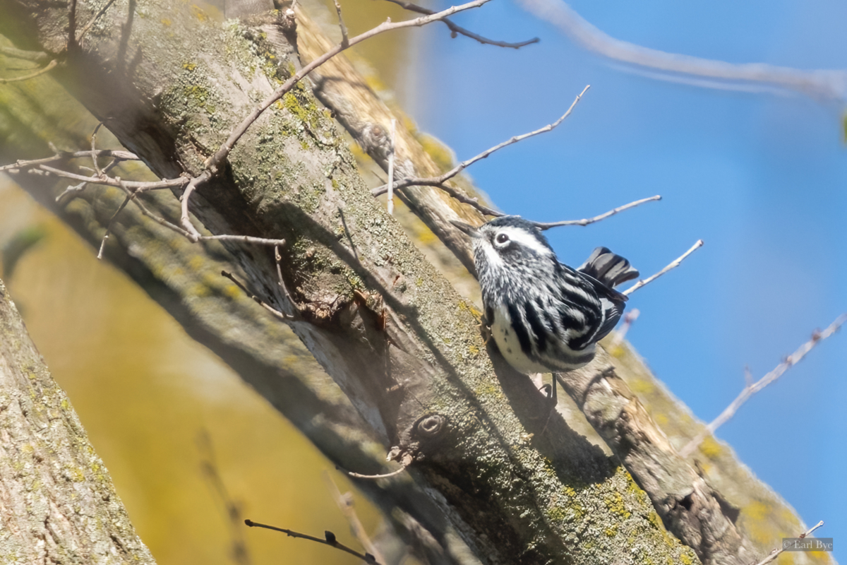 More migrating birds arrive