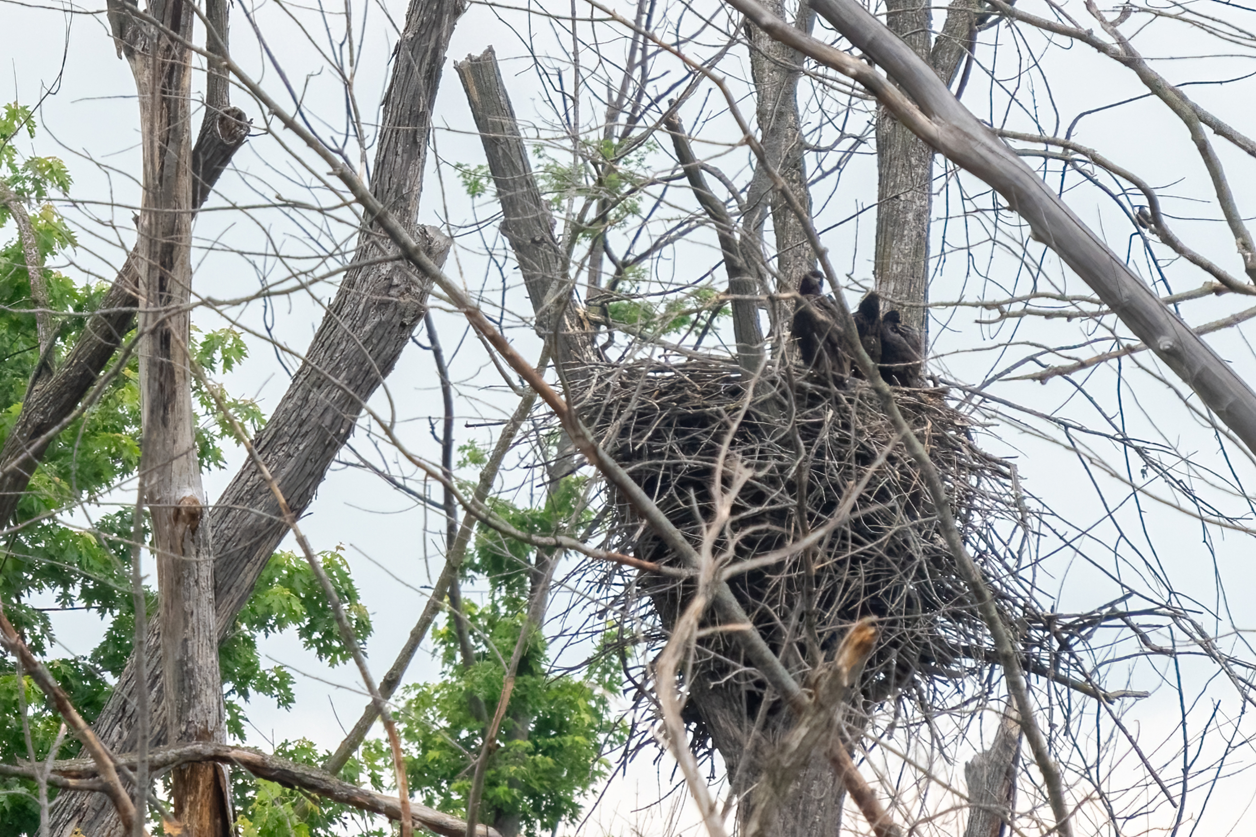 Eaglets in nests, migratory birds nesting