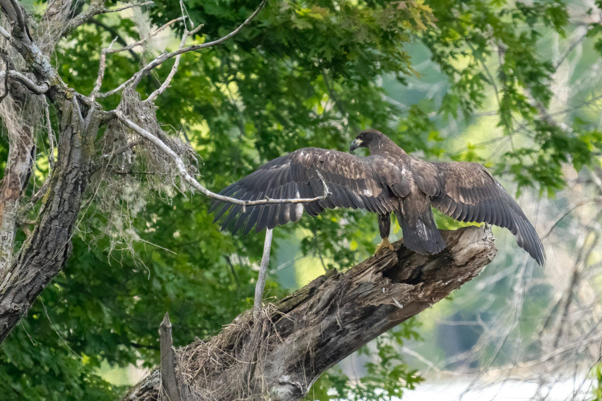 Eagle babies are branching, getting ready to fly!