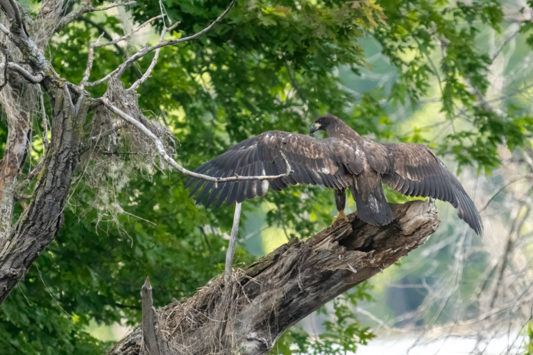 Eagle babies are branching, getting ready to fly!