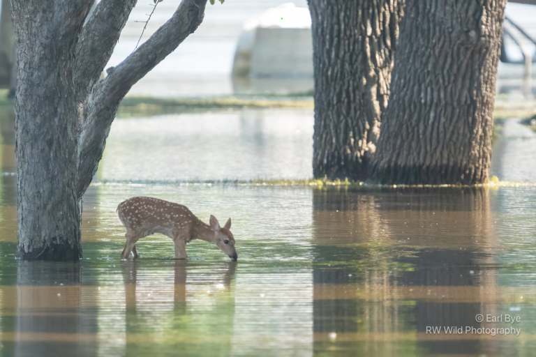 Floodwaters recede, eagles and falcons fledge