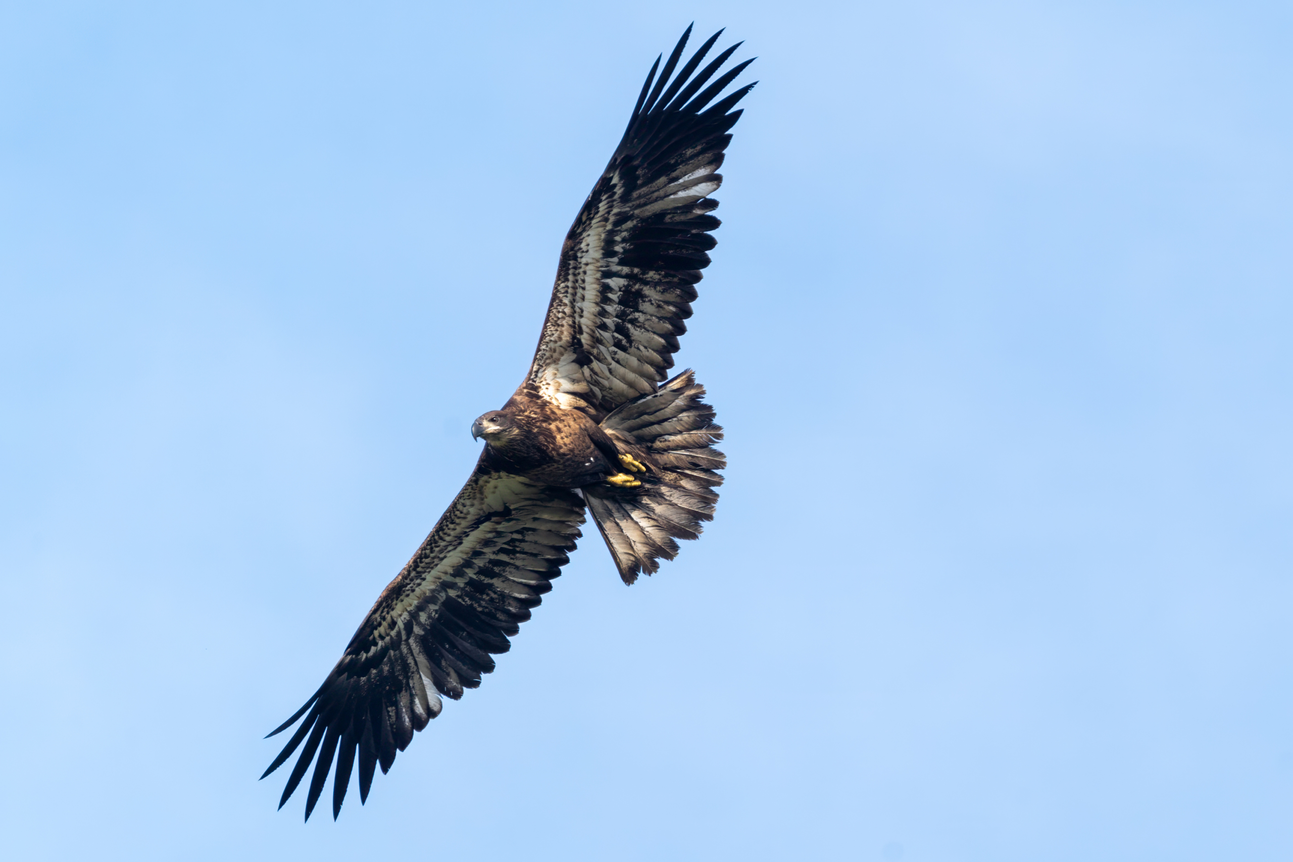 Migrating birds coming through Red Wing