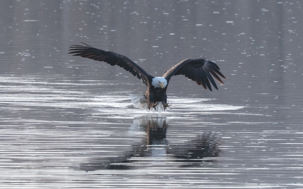 Eagle coming in to take a fish at Colvill Park