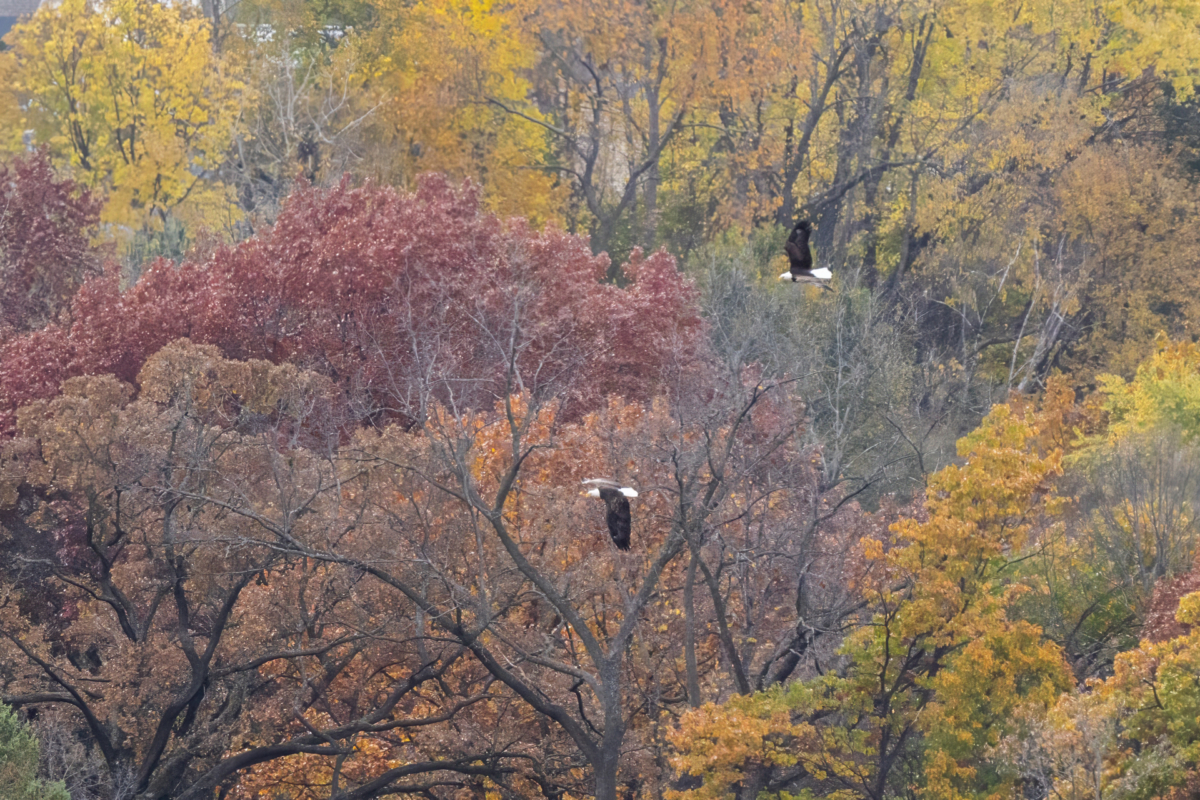 Fall colors hang on, eagles working on nests, and late-migrating birds