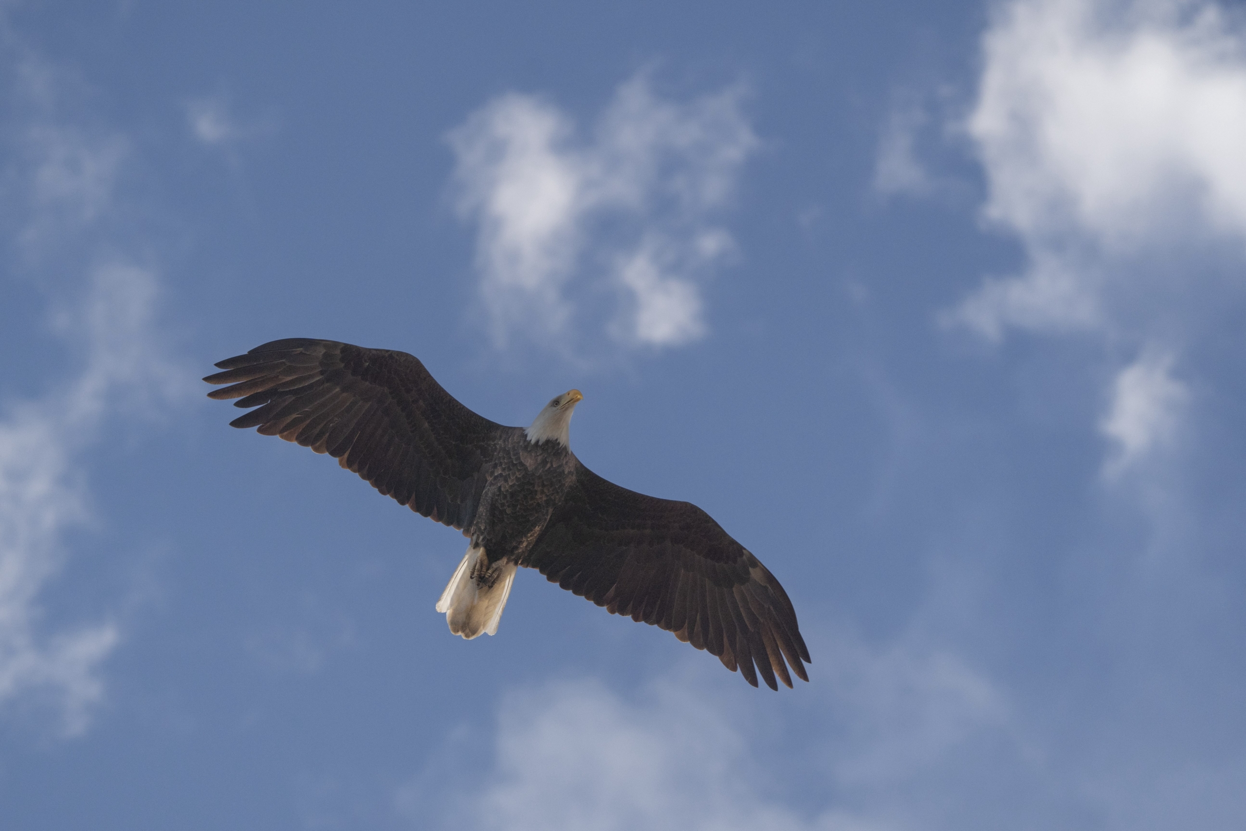 Eagle rumble at Bay Point Park