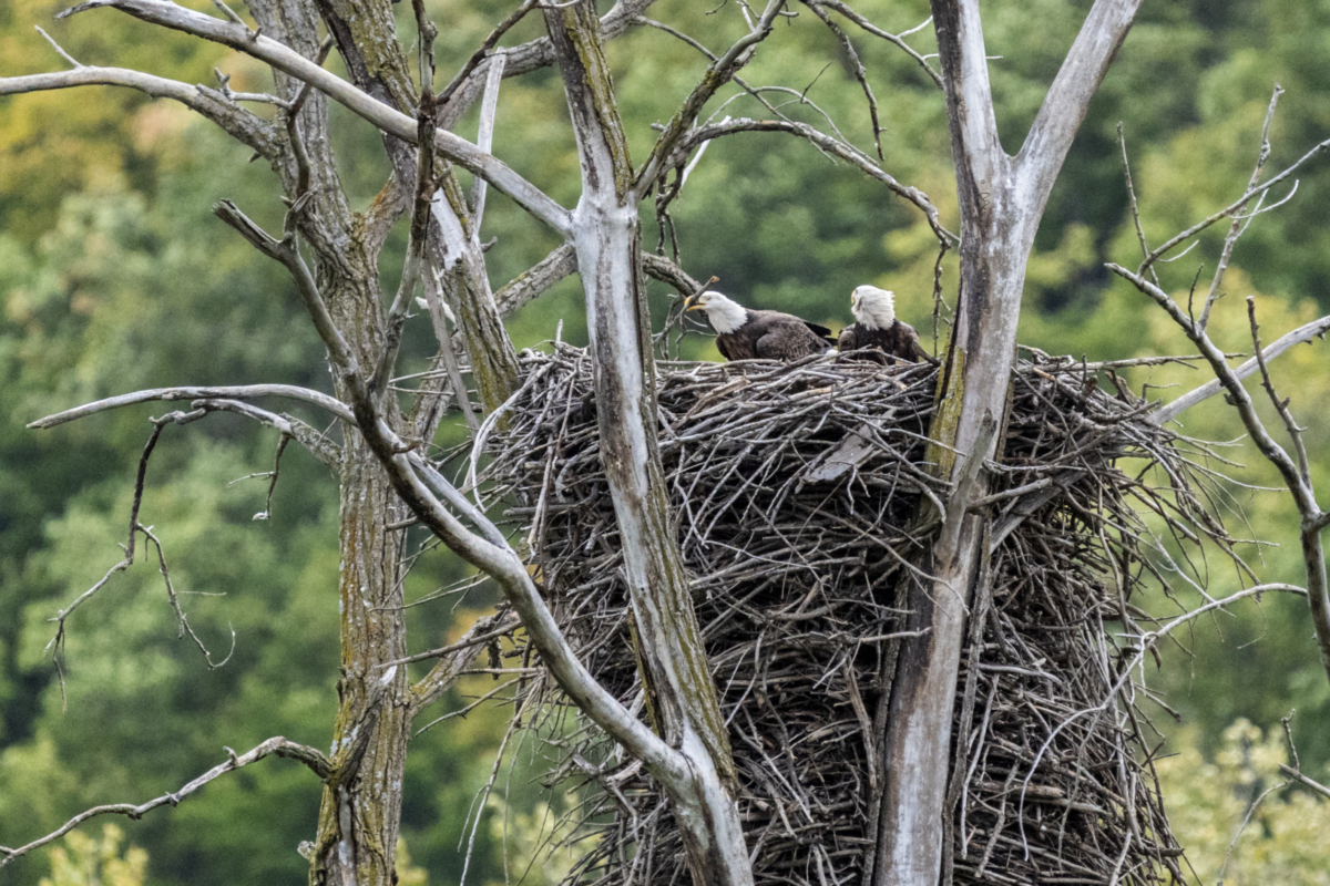 Fall colors coming to Red Wing, eagles working on their nest