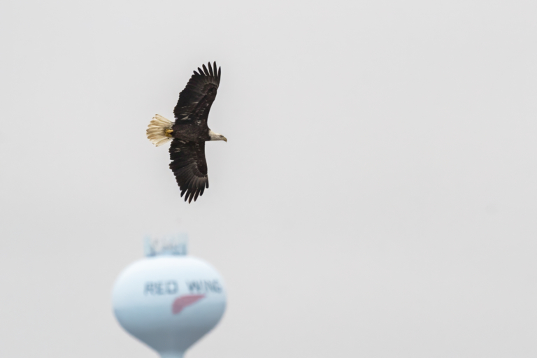 More eagles at Bay Point Park