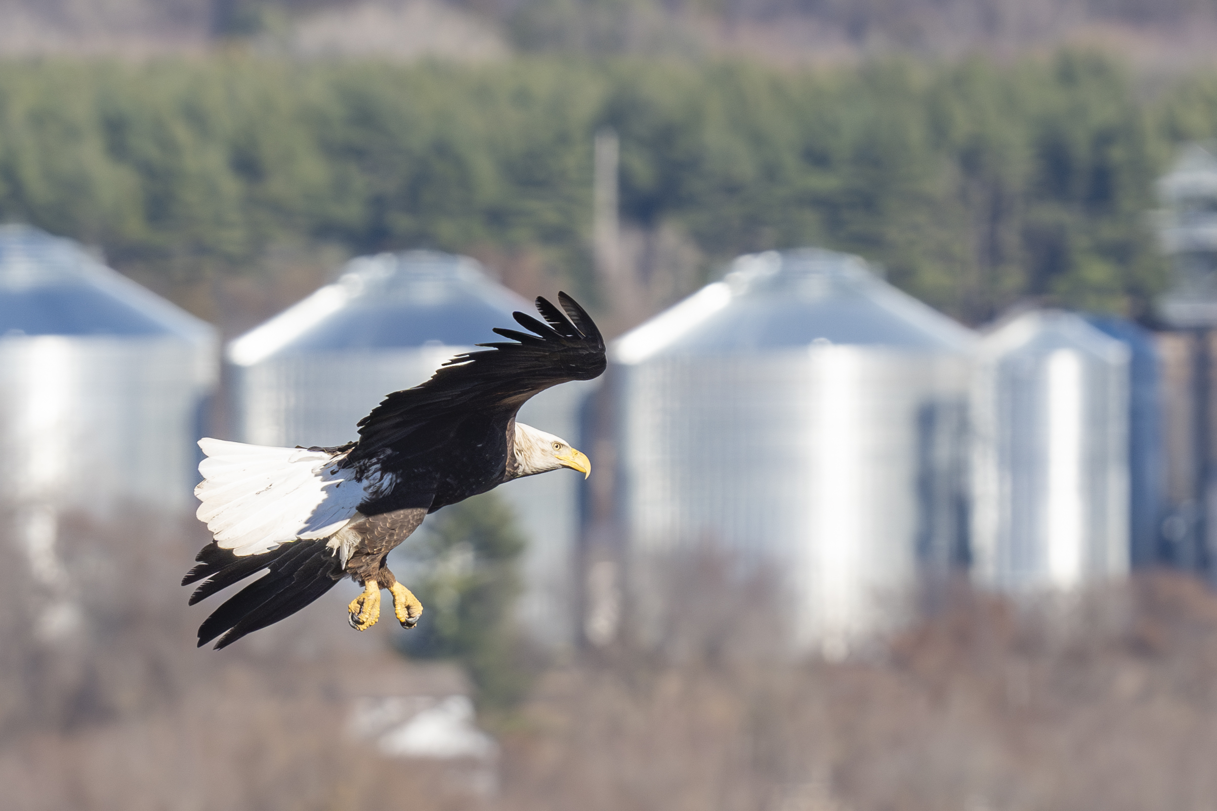 Eagles like gusty winds