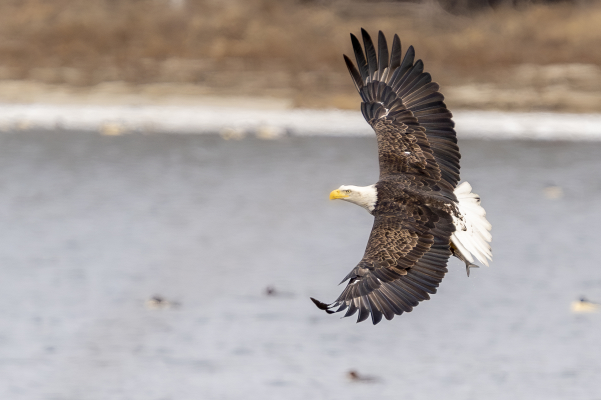 About 20 eagles at Colvill Park this morning, ice floes on the river