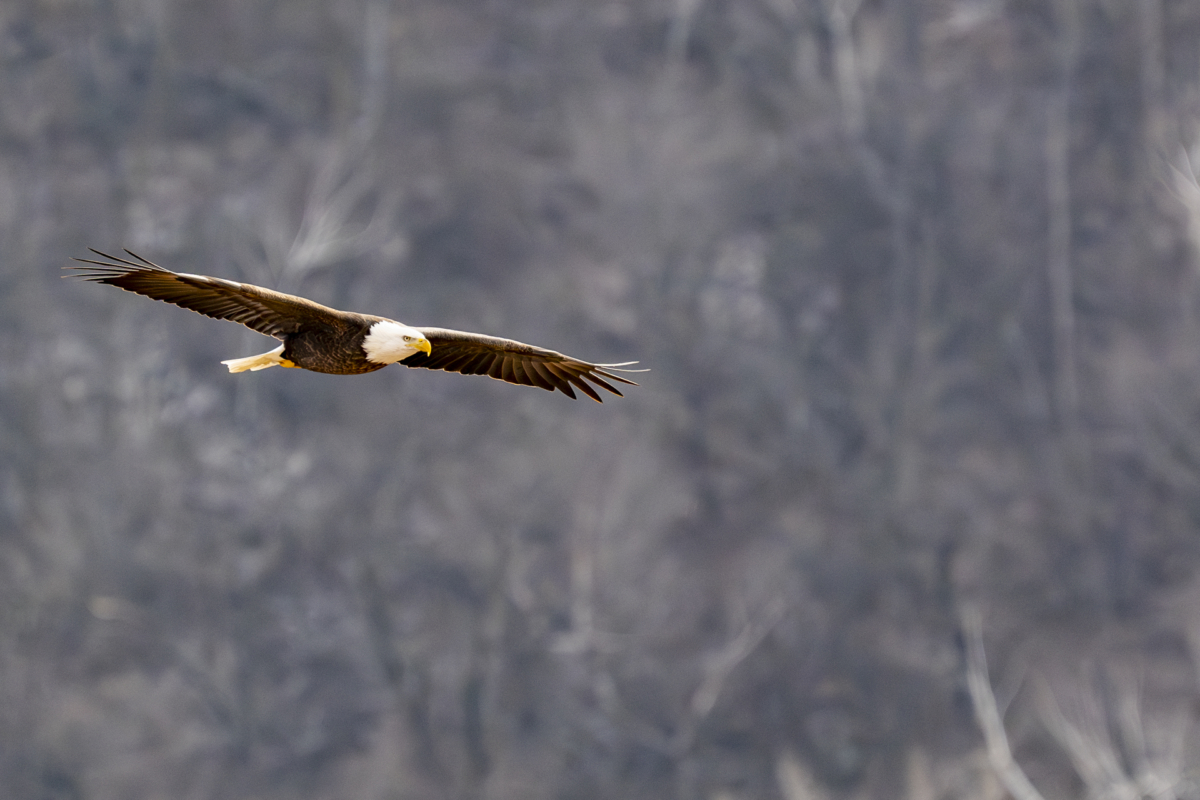 Colvill Park eagle numbers drop