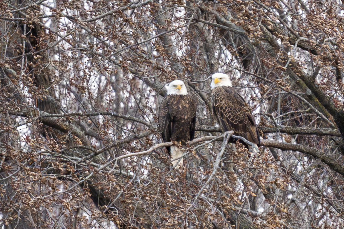 About 14 eagles at Colvill Park this morning