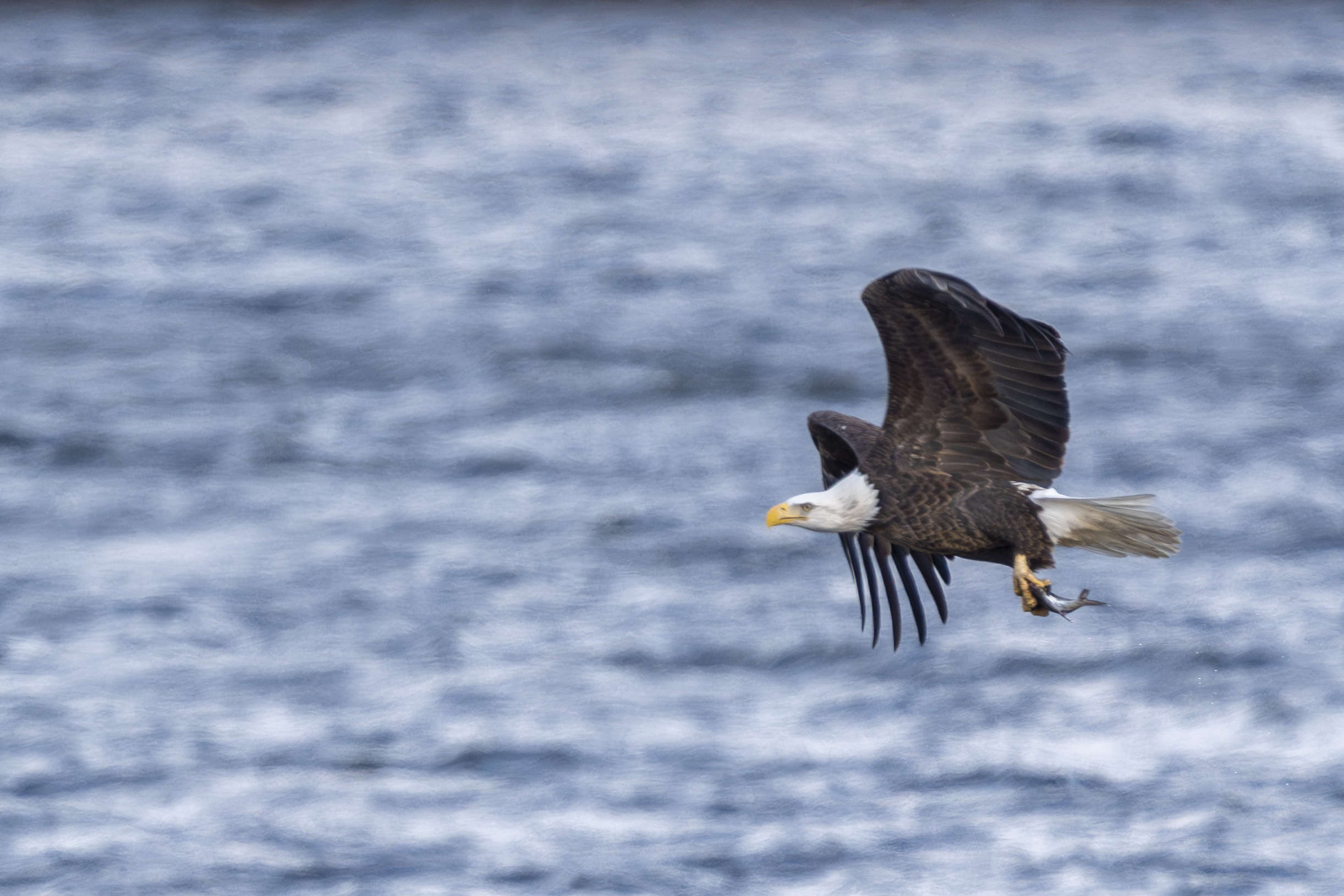 Over 30 eagles at Colvill Park, high winds, dropping temps