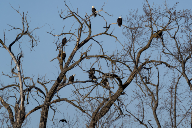 Over 70 eagles at Colvill Park!