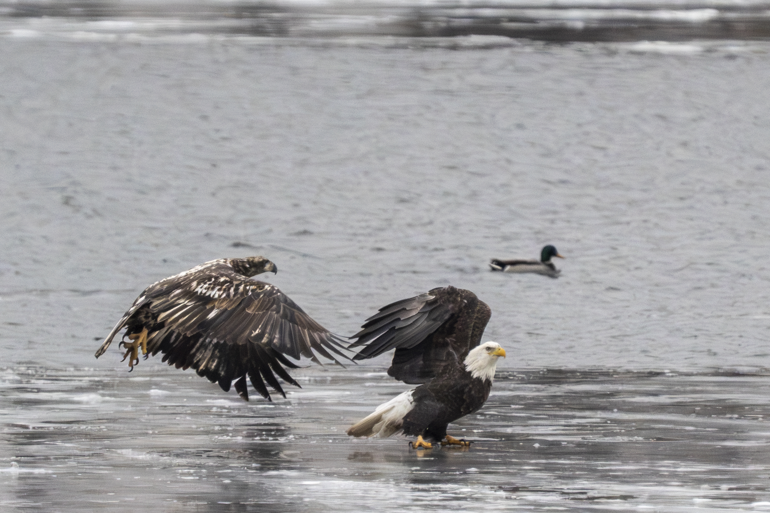 Eagle numbers down at Colvill Park