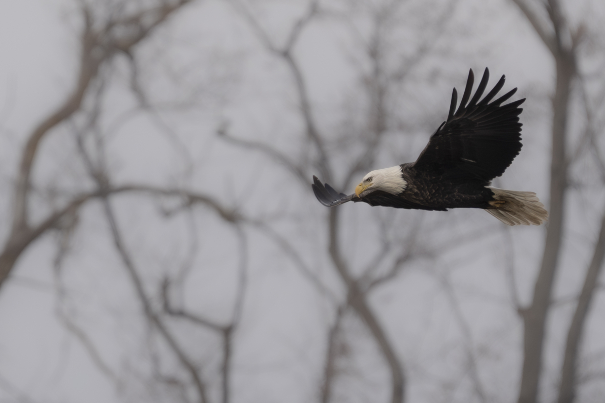 Over 30 eagles at Colvill Park