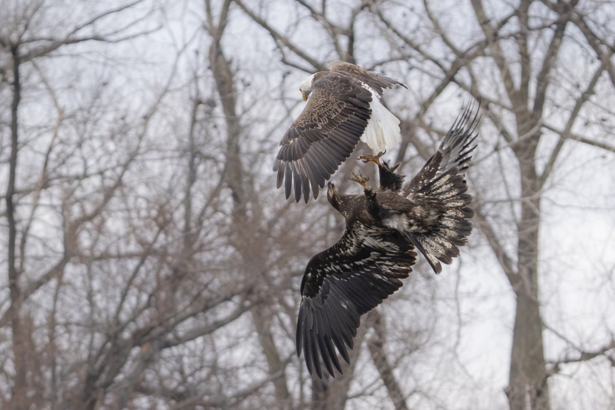 More than 30 eagles at Colvill Park, about 10 at Bay Point Park